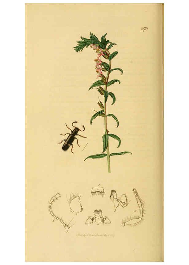 Reproducción/Reproduction 6022444402: British entomology. v.2 London,Printed for the author,1823-40