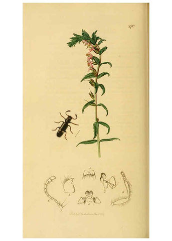 Reproducción/Reproduction 6022444402: British entomology. v.2 London,Printed for the author,1823-40