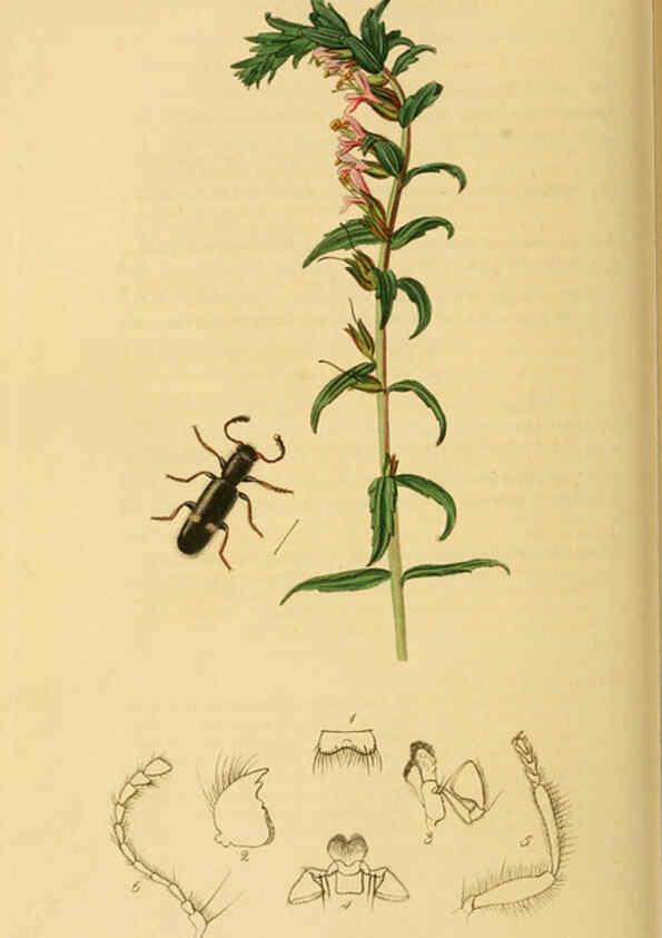 Reproducción/Reproduction 6022444402: British entomology. v.2 London,Printed for the author,1823-40