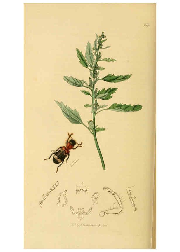 Reproducción/Reproduction 6022444648: British entomology. v.2 London,Printed for the author,1823-40