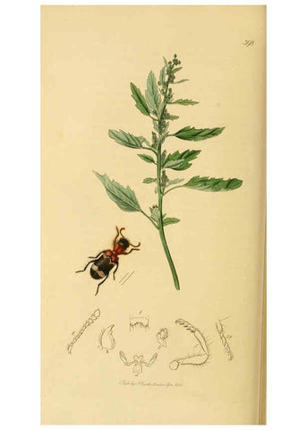 Reproducción/Reproduction 6022444648: British entomology. v.2 London,Printed for the author,1823-40
