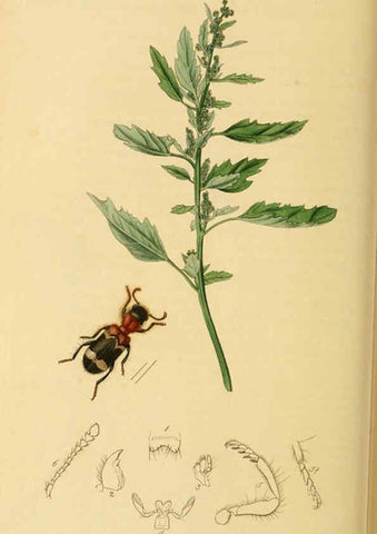 Reproducción/Reproduction 6022444648: British entomology. v.2 London,Printed for the author,1823-40