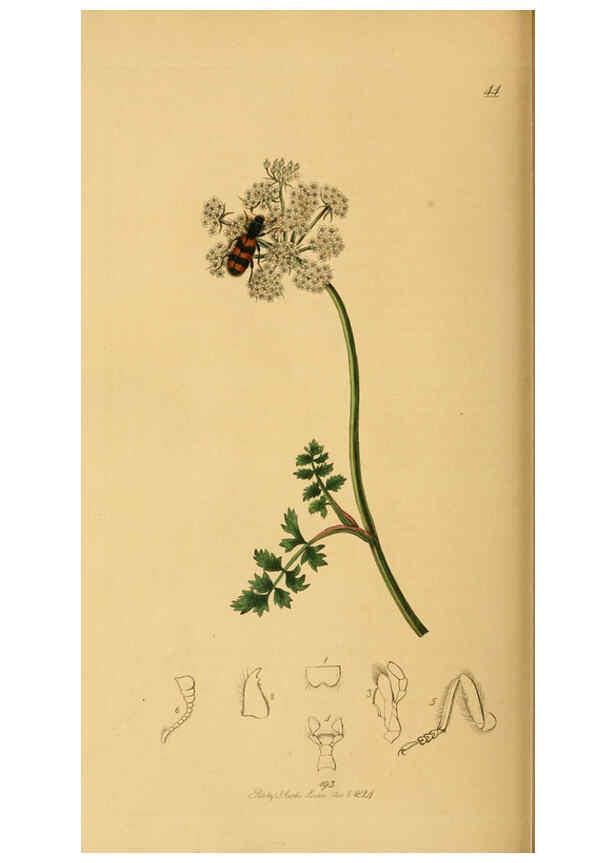 Reproducción/Reproduction 6021888367: British entomology. v.2 London,Printed for the author,1823-40
