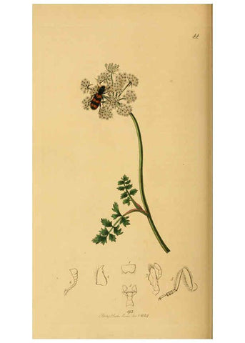 Reproducción/Reproduction 6021888367: British entomology. v.2 London,Printed for the author,1823-40