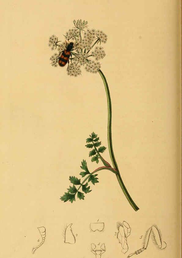 Reproducción/Reproduction 6021888367: British entomology. v.2 London,Printed for the author,1823-40