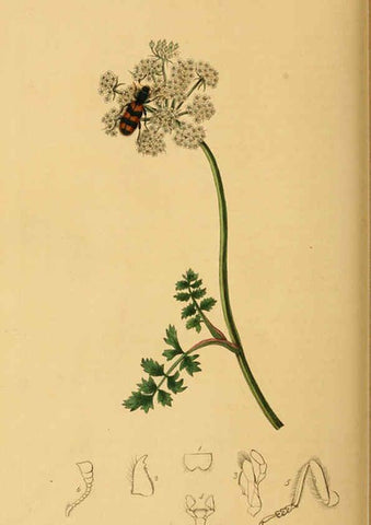 Reproducción/Reproduction 6021888367: British entomology. v.2 London,Printed for the author,1823-40