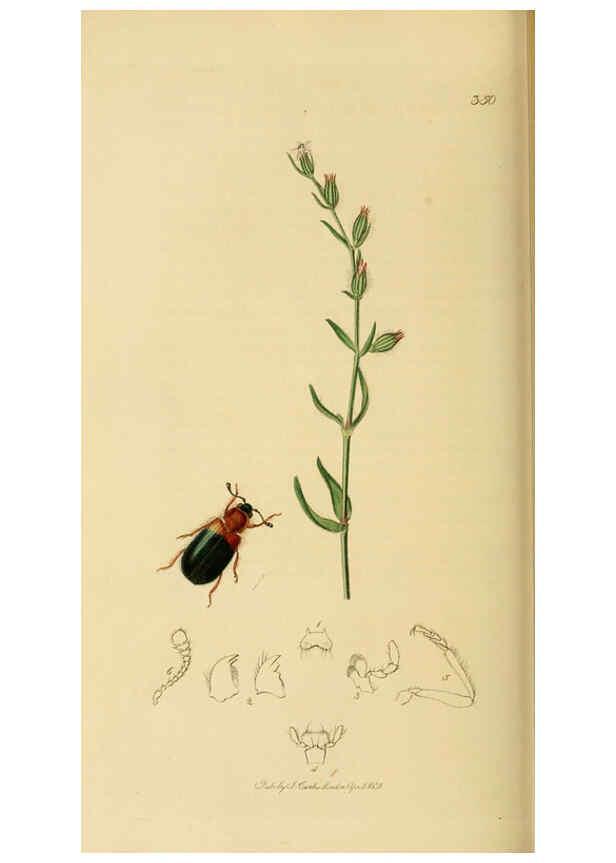 Reproducción/Reproduction 6022445266: British entomology. v.2 London,Printed for the author,1823-40