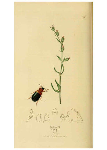 Reproducción/Reproduction 6022445266: British entomology. v.2 London,Printed for the author,1823-40