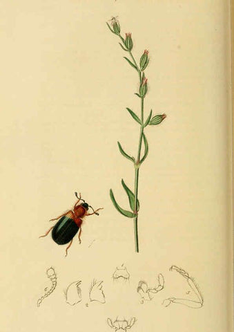 Reproducción/Reproduction 6022445266: British entomology. v.2 London,Printed for the author,1823-40