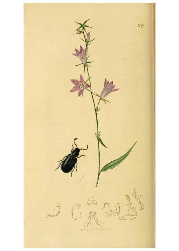 Reproducción/Reproduction 6021889079: British entomology. v.2 London,Printed for the author,1823-40