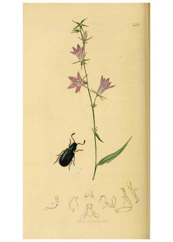 Reproducción/Reproduction 6021889079: British entomology. v.2 London,Printed for the author,1823-40