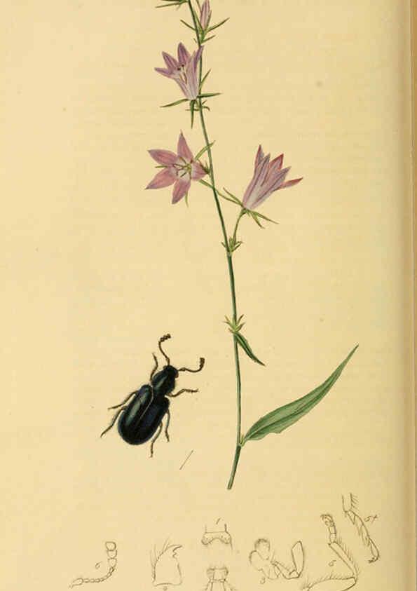Reproducción/Reproduction 6021889079: British entomology. v.2 London,Printed for the author,1823-40