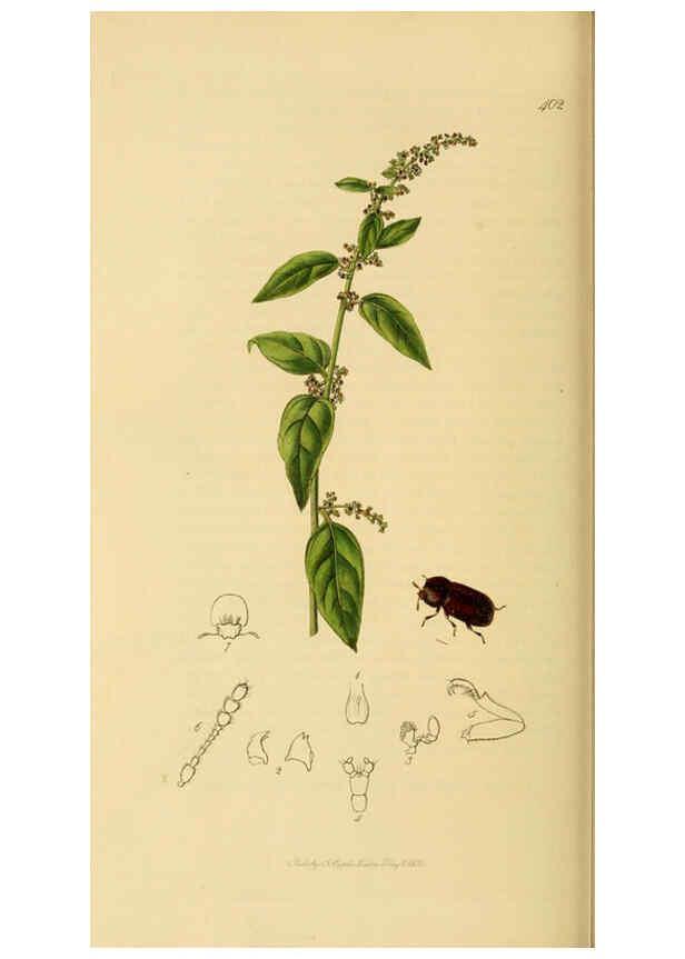 Reproducción/Reproduction 6022445996: British entomology. v.2 London,Printed for the author,1823-40