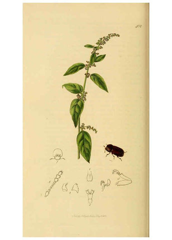 Reproducción/Reproduction 6022445996: British entomology. v.2 London,Printed for the author,1823-40