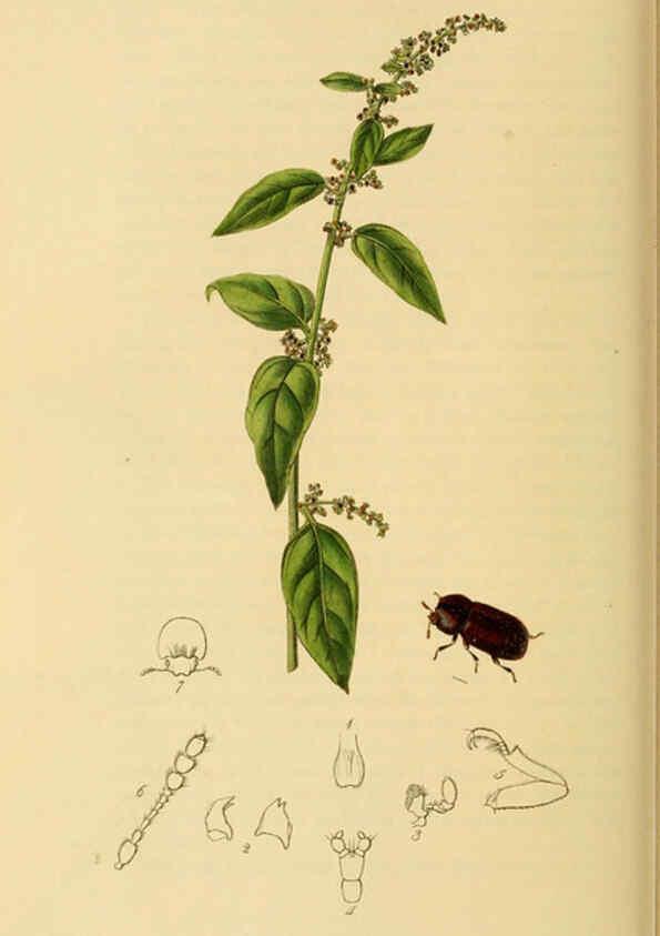 Reproducción/Reproduction 6022445996: British entomology. v.2 London,Printed for the author,1823-40