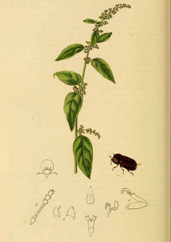 Reproducción/Reproduction 6022445996: British entomology. v.2 London,Printed for the author,1823-40