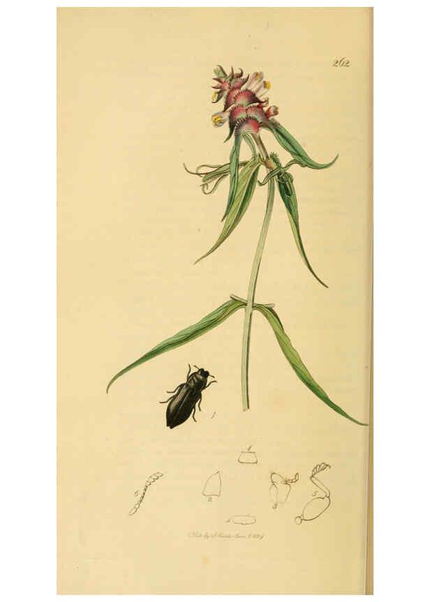 Reproducción/Reproduction 6022439220: British entomology. v.2 London,Printed for the author,1823-40