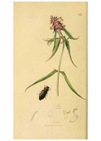 Reproducción/Reproduction 6022439220: British entomology. v.2 London,Printed for the author,1823-40