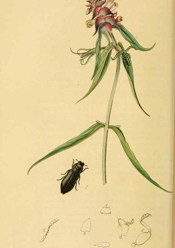 Reproducción/Reproduction 6022439220: British entomology. v.2 London,Printed for the author,1823-40
