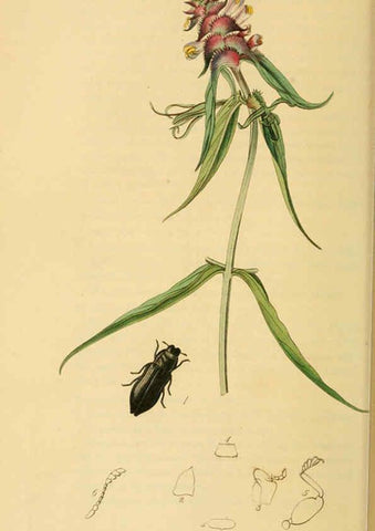Reproducción/Reproduction 6022439220: British entomology. v.2 London,Printed for the author,1823-40