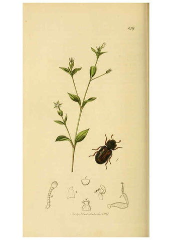 Reproducción/Reproduction 6021889849: British entomology. v.2 London,Printed for the author,1823-40