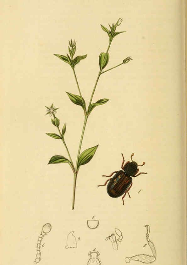 Reproducción/Reproduction 6021889849: British entomology. v.2 London,Printed for the author,1823-40