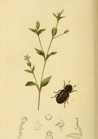 Reproducción/Reproduction 6021889849: British entomology. v.2 London,Printed for the author,1823-40