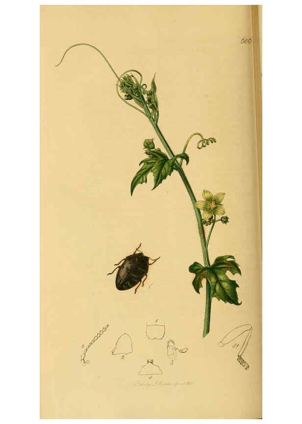 Reproducción/Reproduction 6021882301: British entomology. v.2 London,Printed for the author,1823-40