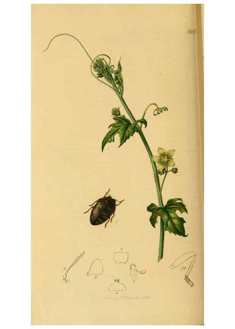 Reproducción/Reproduction 6021882301: British entomology. v.2 London,Printed for the author,1823-40