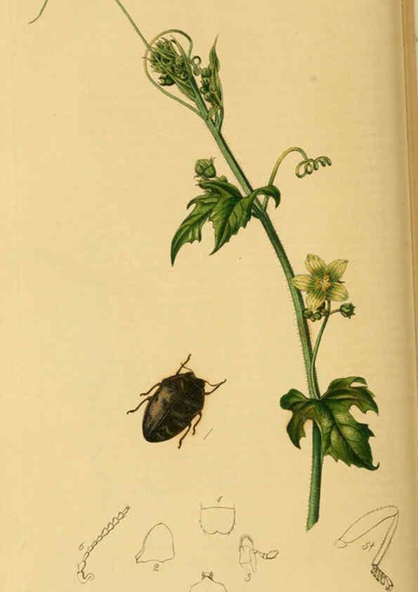 Reproducción/Reproduction 6021882301: British entomology. v.2 London,Printed for the author,1823-40
