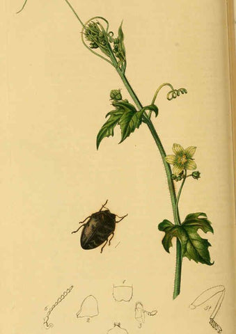 Reproducción/Reproduction 6021882301: British entomology. v.2 London,Printed for the author,1823-40