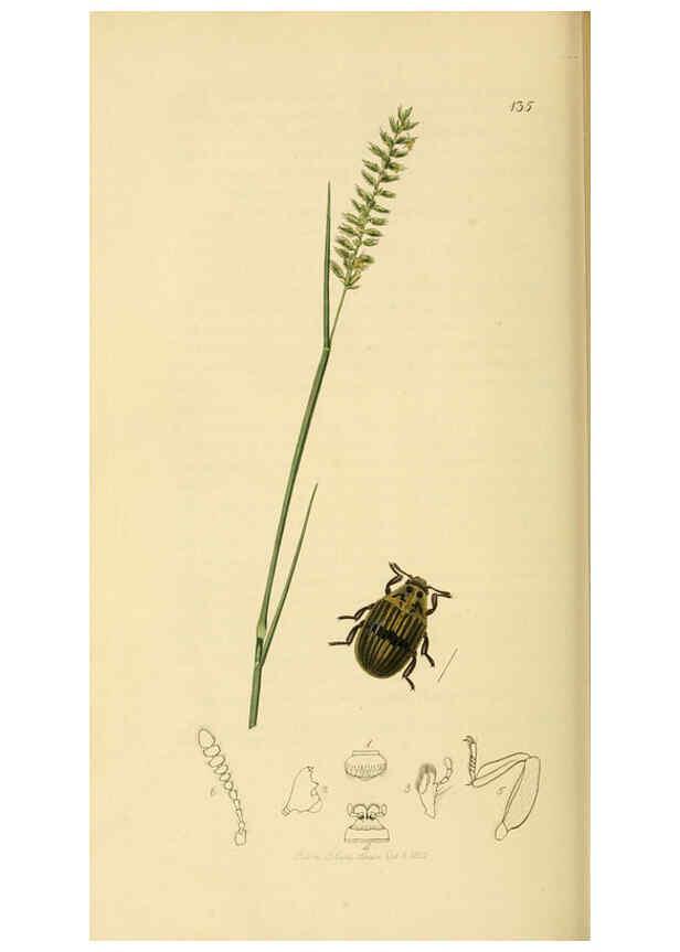 Reproducción/Reproduction 6022438206: British entomology. v.2 London,Printed for the author,1823-40