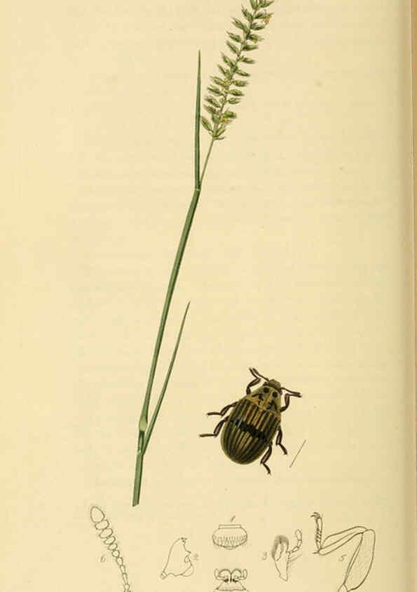 Reproducción/Reproduction 6022438206: British entomology. v.2 London,Printed for the author,1823-40