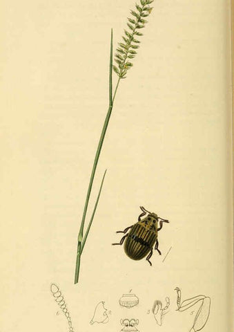 Reproducción/Reproduction 6022438206: British entomology. v.2 London,Printed for the author,1823-40