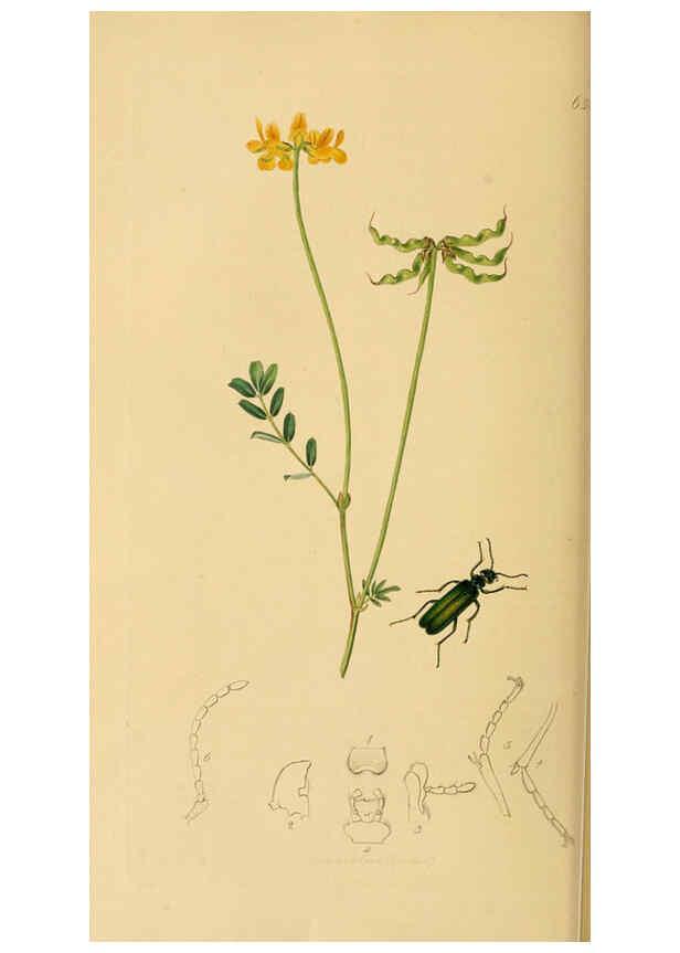 Reproducción/Reproduction 6021874551: British entomology. v.2 London,Printed for the author,1823-40