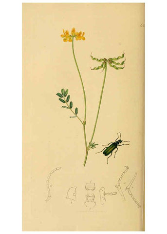 Reproducción/Reproduction 6021874551: British entomology. v.2 London,Printed for the author,1823-40