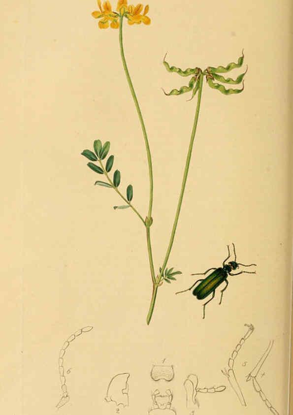 Reproducción/Reproduction 6021874551: British entomology. v.2 London,Printed for the author,1823-40