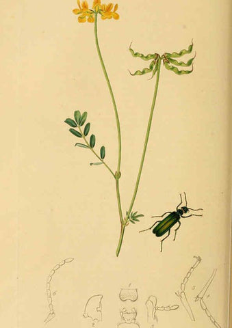 Reproducción/Reproduction 6021874551: British entomology. v.2 London,Printed for the author,1823-40