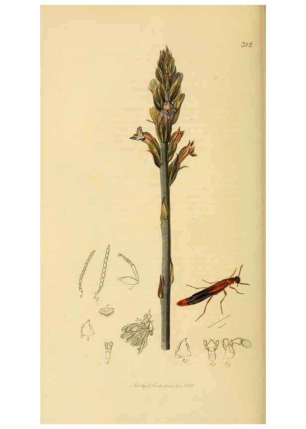 Reproducción/Reproduction 6022431786: British entomology. v.2 London,Printed for the author,1823-40