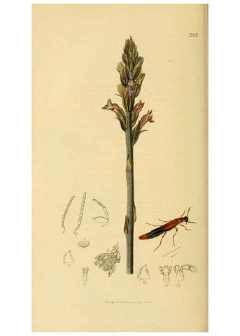 Reproducción/Reproduction 6022431786: British entomology. v.2 London,Printed for the author,1823-40