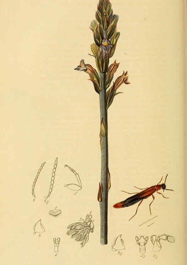 Reproducción/Reproduction 6022431786: British entomology. v.2 London,Printed for the author,1823-40