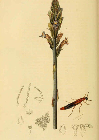 Reproducción/Reproduction 6022431786: British entomology. v.2 London,Printed for the author,1823-40