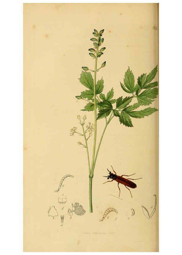 Reproducción/Reproduction 6022432408: British entomology. v.2 London,Printed for the author,1823-40