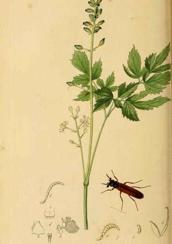 Reproducción/Reproduction 6022432408: British entomology. v.2 London,Printed for the author,1823-40
