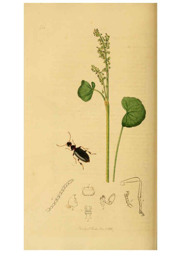 Reproducción/Reproduction 6021876087: British entomology. v.2 London,Printed for the author,1823-40