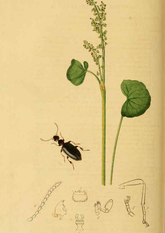 Reproducción/Reproduction 6021876087: British entomology. v.2 London,Printed for the author,1823-40
