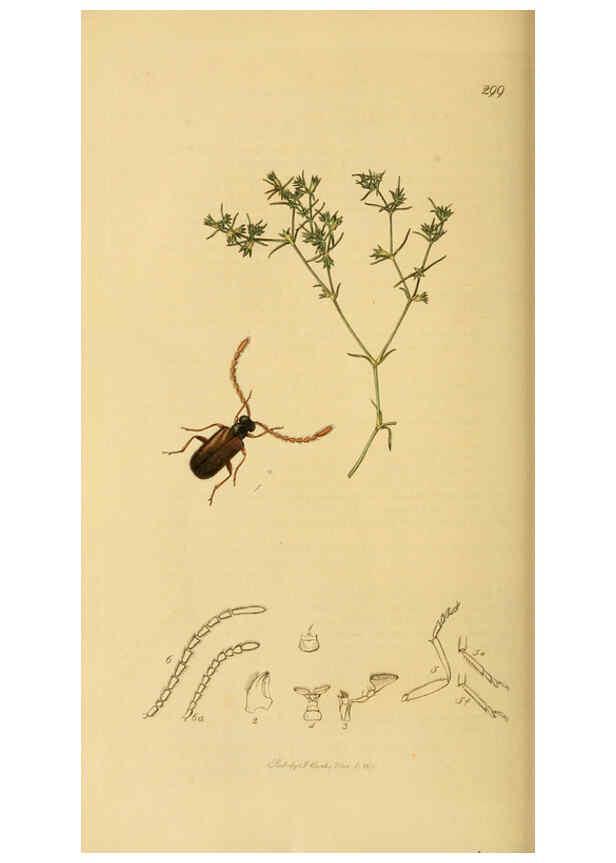 Reproducción/Reproduction 6021876519: British entomology. v.2 London,Printed for the author,1823-40