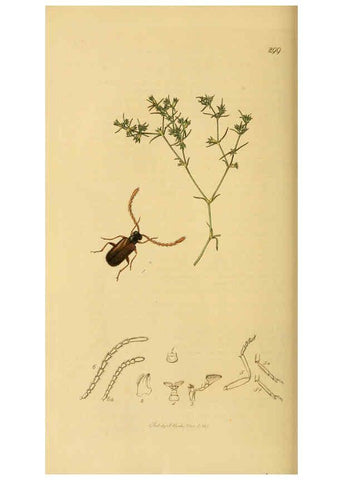 Reproducción/Reproduction 6021876519: British entomology. v.2 London,Printed for the author,1823-40