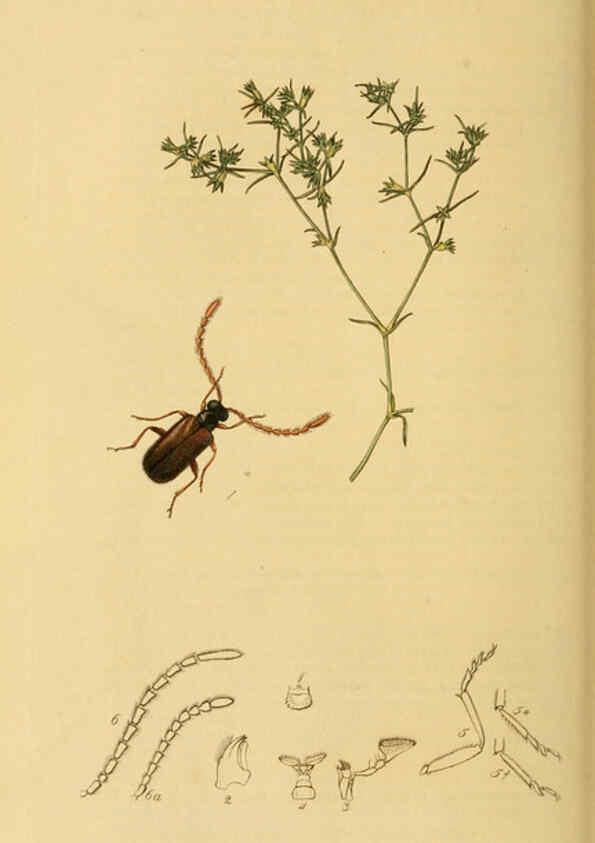 Reproducción/Reproduction 6021876519: British entomology. v.2 London,Printed for the author,1823-40