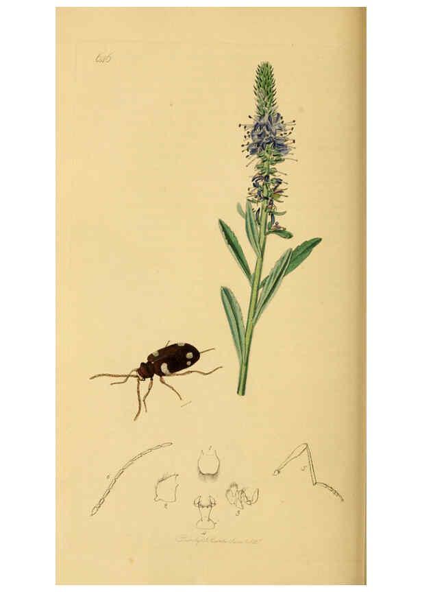 Reproducción/Reproduction 6021876789: British entomology. v.2 London,Printed for the author,1823-40